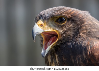 Falke Birdsofprey Greifvogel