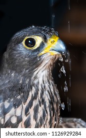 Falke Birdsofprey Greifvogel