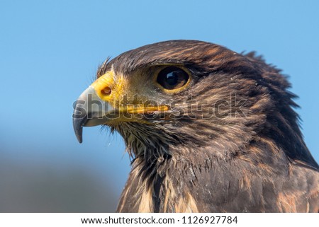 Falke Birdsofprey Greifvogel