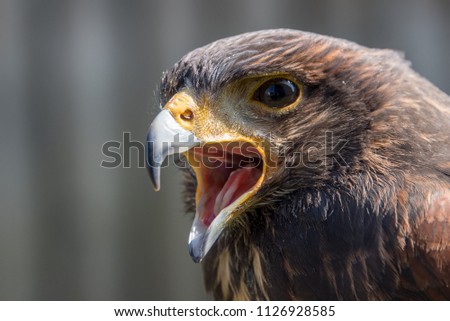 Falke Birdsofprey Greifvogel