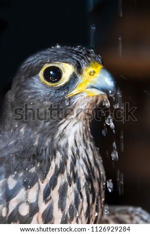 Falke Birdsofprey Greifvogel