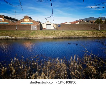 Falkirk, Scotland - 20th March 2021: Ducks Swim In The Forth And Clyde Canal In Falkirk On The First Day Of Spring