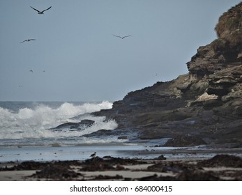 Falkland Islands Beach With Albatross