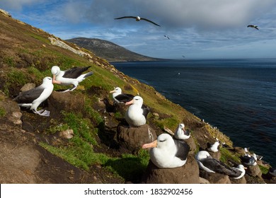 Falkland Islands, Saunders Island. Black-browed albatross nesting.