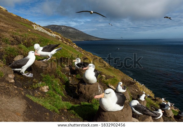 Falkland Islands, Saunders Island. Black-browed\
albatross nesting.