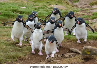 Falkland Islands, Saunders Island. Southern rockhopper penguins heading to colony.