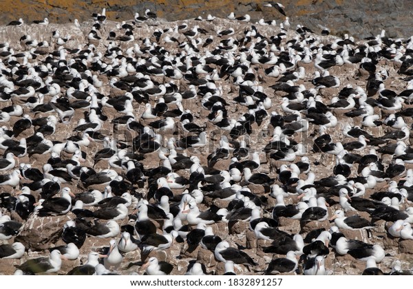Falkland\
Islands, West Falklands, Jason Islands, Steeple Jason. Largest\
black-browed albatross colony in the\
Falklands.