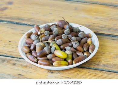 in the fall of acorns collected