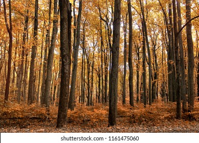 Fall Along The Appalachian Trail. The A.T., Is A Marked Hiking Trail In The Eastern United States Extending Between Springer Mountain In Georgia