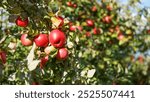 Fall apple picking at an apple orchard in New Brunswick Canada. Honey Crisp apple tree.