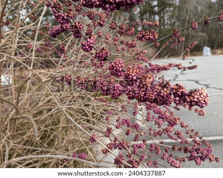 Fall aspect of beautyberry branches has arching grey stems and colorful berry clusters.Callicarpa americana.Fall brings a gradation of pinks and purple hues on leafless branches.Shallow depth of field