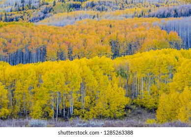 Fall Aspen Trees Near Guardsman's Pass Near Park City, Utah