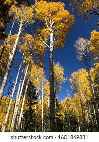 Fall Aspens In Flagstaff Arizona