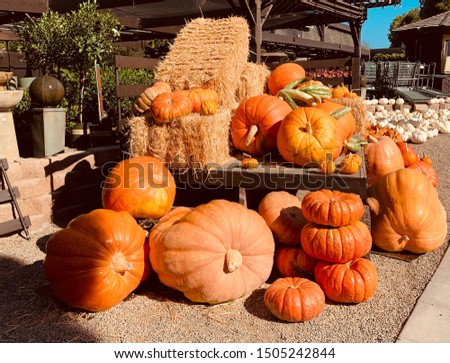 Fall Autumn Halloween Giant Pumpkins