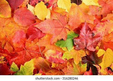 Fall Autumn Leaves Background Sharp Clean Stock Photo 316280246 ...