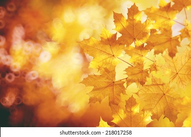 Fall, autumn, leaves background. A tree branch with autumn leaves of a maple on a blurred background. Landscape in autumn season
