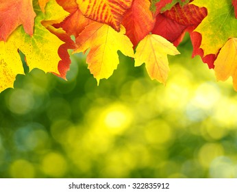 fall autumn leaves background tree branch stock photo edit now