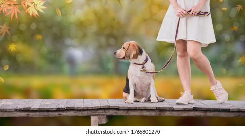 Fall and autumn season. Asian woman together with dog as best friend. Outdoor lifestyle at park. Natural moment and back to nature for peace and serenity.

