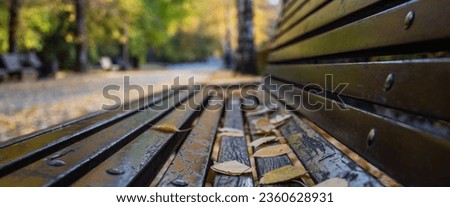 Fall background. Autumn in the park. Yellow leaves on the bench close-up. Autumn leaves on wood planks bench over outdoor natural background.