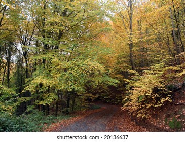 Fall In Belgrad Forest