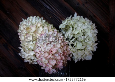Fall blossom Pee Gee Hydrangeas with wooden background