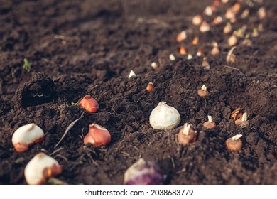 Fall bulbs planting. Tulip, narcissus, crocus, hyacinth bulbs ready to put in soil. Spring gardening work. Planting spring flowers