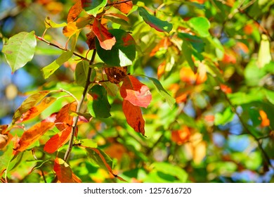 Fall Of Charlottesville, Virginia, USA