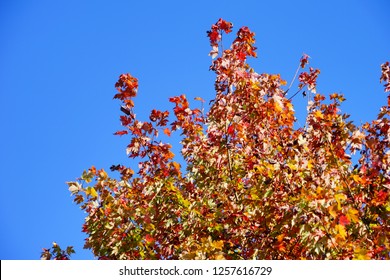 Fall Of Charlottesville, Virginia, USA