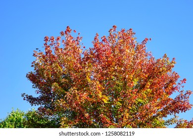 Fall Of Charlottesville, Virginia, USA