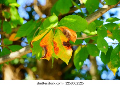 Fall Of Charlottesville, Virginia, USA