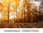 Fall city landscape. Fall trees in sunny fall park lit by sunshine and fallen maple leaves on the foreground. Fall city park scene