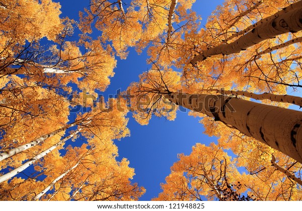 Fall Color Stock Photo (Edit Now) 121948825