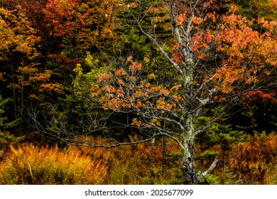 Fall Color Along The Highland Scenic Highway, A National Scenic Byway, Pocahontas County, West Virginia, USA