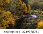 Fall color along the Nehalem River in the Tillamook State Forest, Oregon, USA