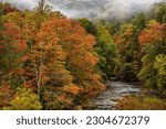 Fall color along Williams River, a mountain stream known for its Trout, Monongahela National Forest, West Virginia, USA