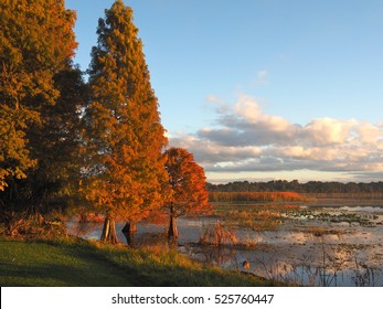Fall Color Bald Cypress Trees on a Florida Lake