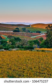 Fall Color Drapes The Rolling Hills Of Napa And Sonoma Valleys In California.