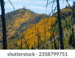 Fall color in late September on Mt. Elden on the eastern face below Elden Lookout.