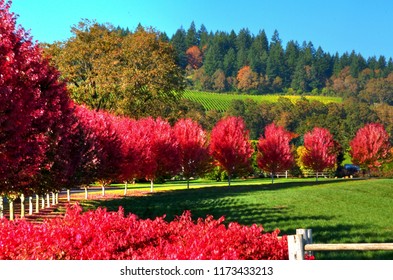 Fall Color Lining Driveway To Winery. Dayton, Oregon