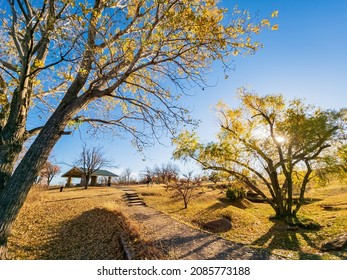 Fall Color In Mitch Park At Edmond, Oklahoma