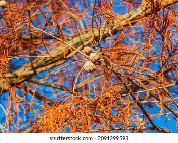 Fall Color In Mitch Park At Edmond, Oklahoma