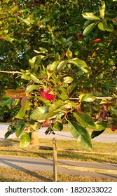 Fall Color On Black Tupelo Or Black Gum Tree In Early Autumn 