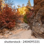 Fall Color in The Pine Creek Gorge, Zion National Park, Utah, USA