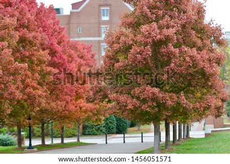 Fall color with red leaf maple trees in Nashville, Tennessee.