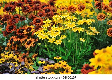 Fall Color, Rudbeckia Flowers In Autumn Garden