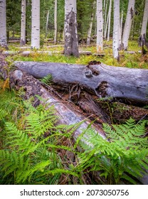 1,028 Flagstaff peaks Images, Stock Photos & Vectors | Shutterstock