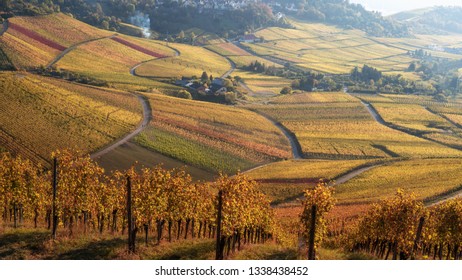 Fall Color Vineyards In Baden-württemberg, Stuttgart, Germany, Golden October