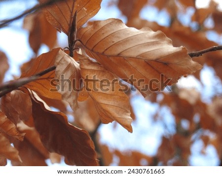 fall colored leaves - hello winter- trees in winter - winter mood