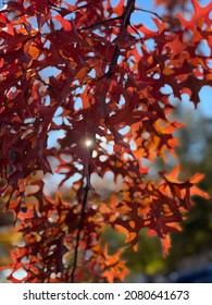 Fall colorful foliage in Virginia