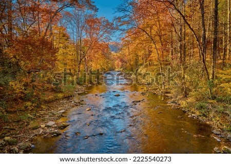 Fall colors along the Davidson River in Pisgah National Forest.